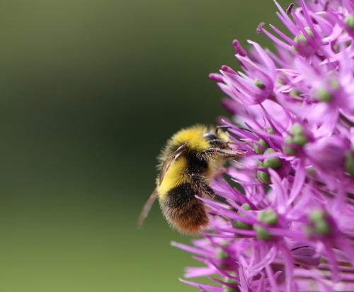 Réf. 304 248 : Bombus pratorum